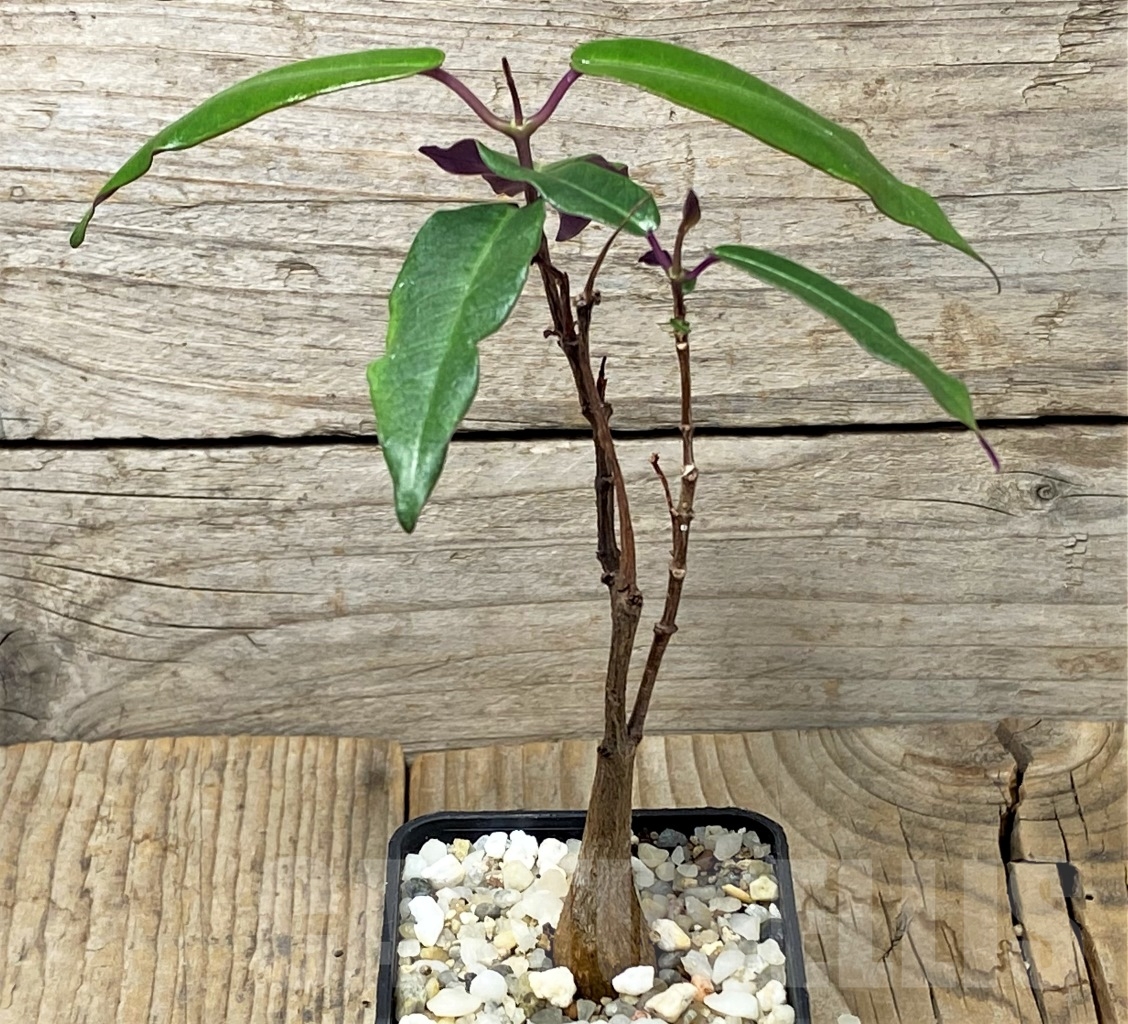 SHPR14625 Fockea natalensis - immagine 4