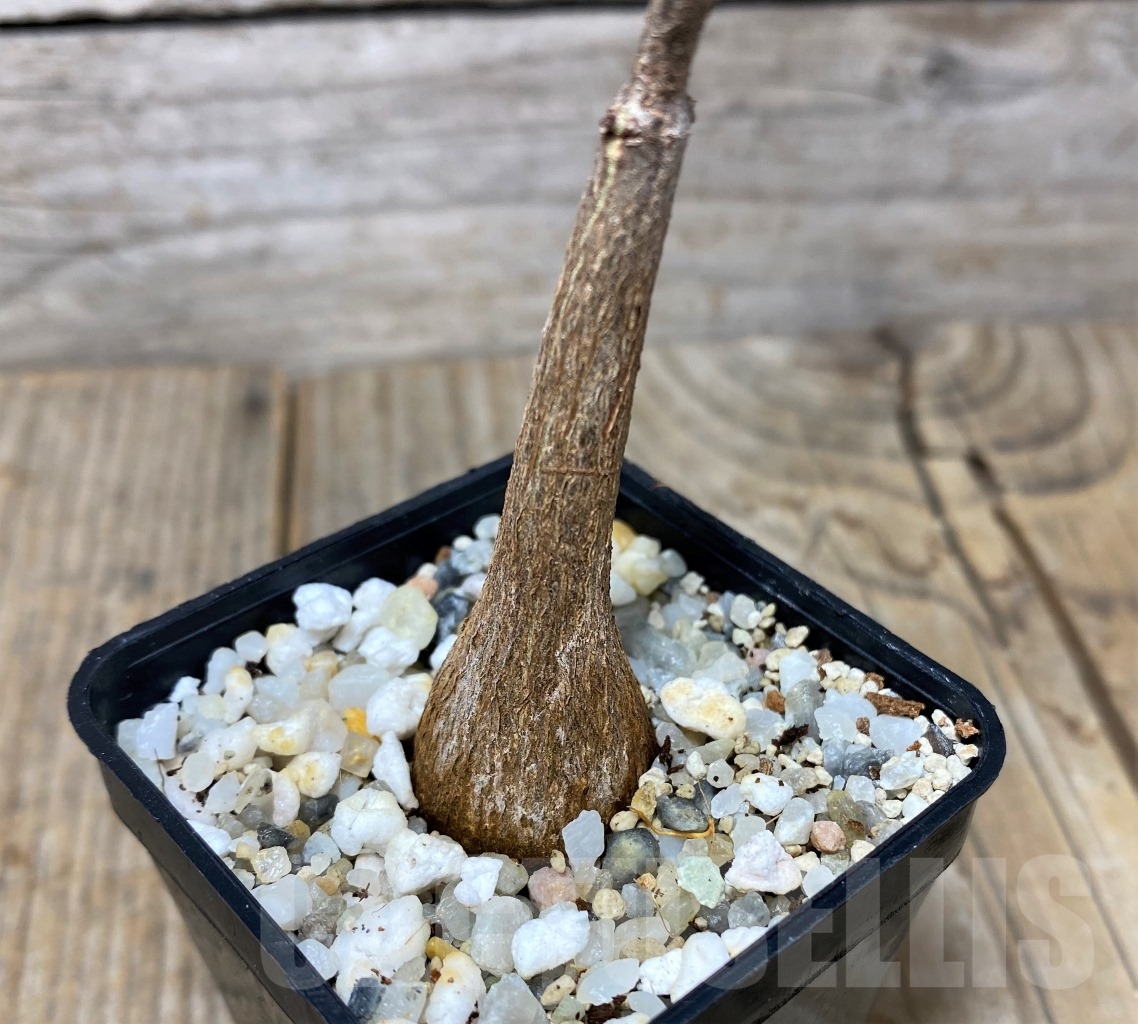 SHPR14627 Fockea natalensis - Image 2