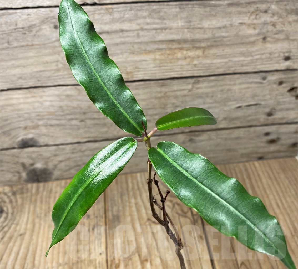 SHPR14627 Fockea natalensis