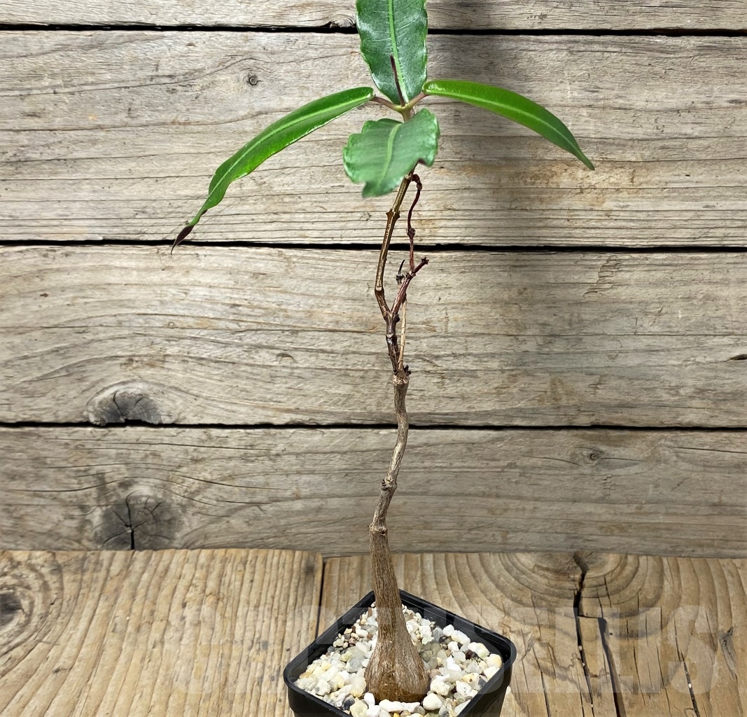 SHPR14627 Fockea natalensis - Image 3