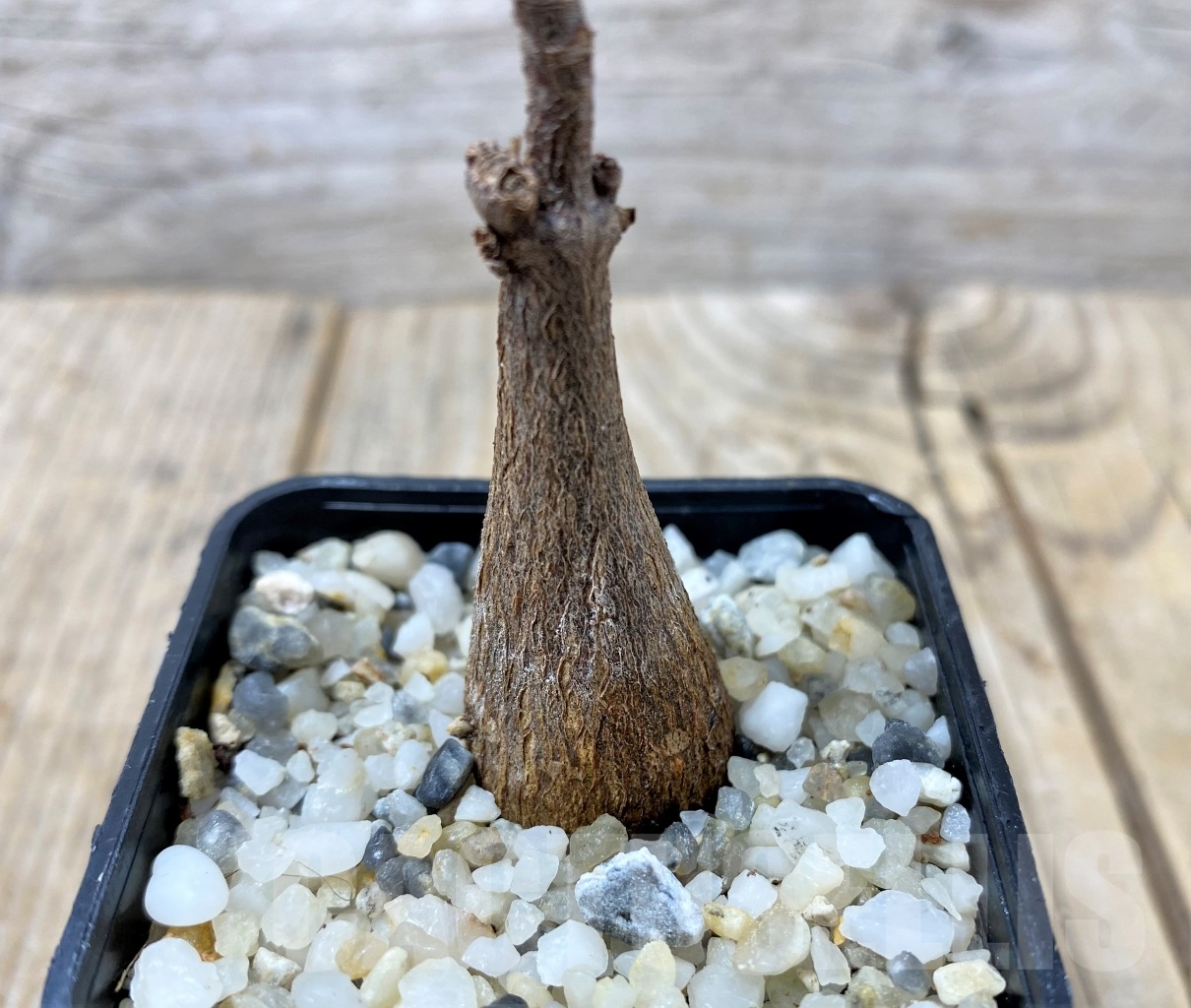 SHPR14590 Fockea natalensis – Image 3