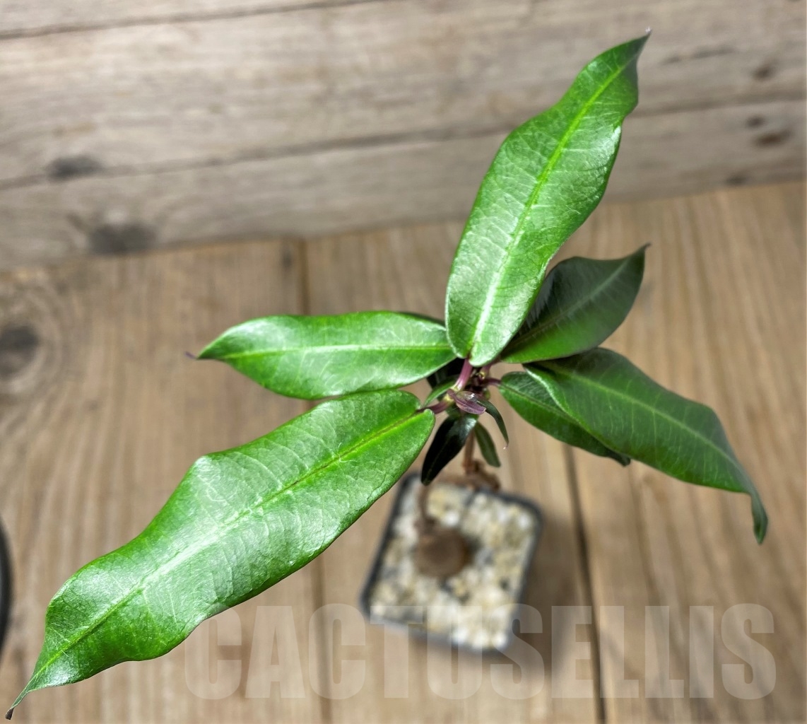 SHPR14590 Fockea natalensis