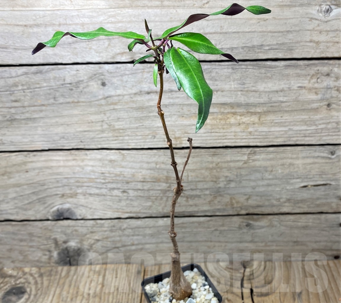 SHPR14590 Fockea natalensis – Image 2