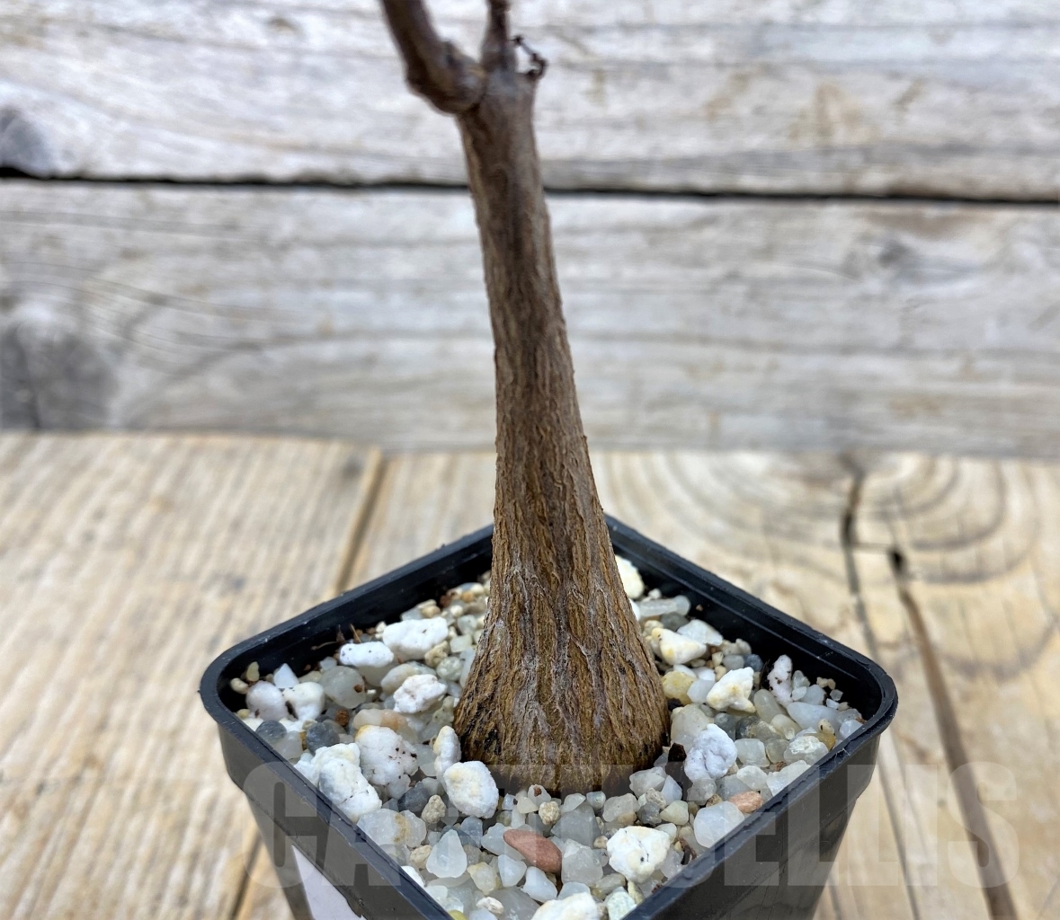 SHPR14591 Fockea natalensis - Image 3