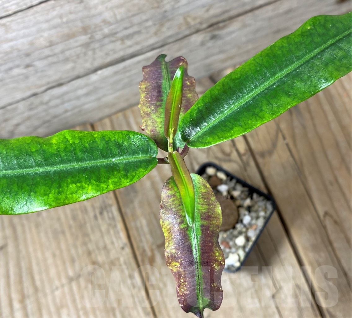 SHPR14591 Fockea natalensis