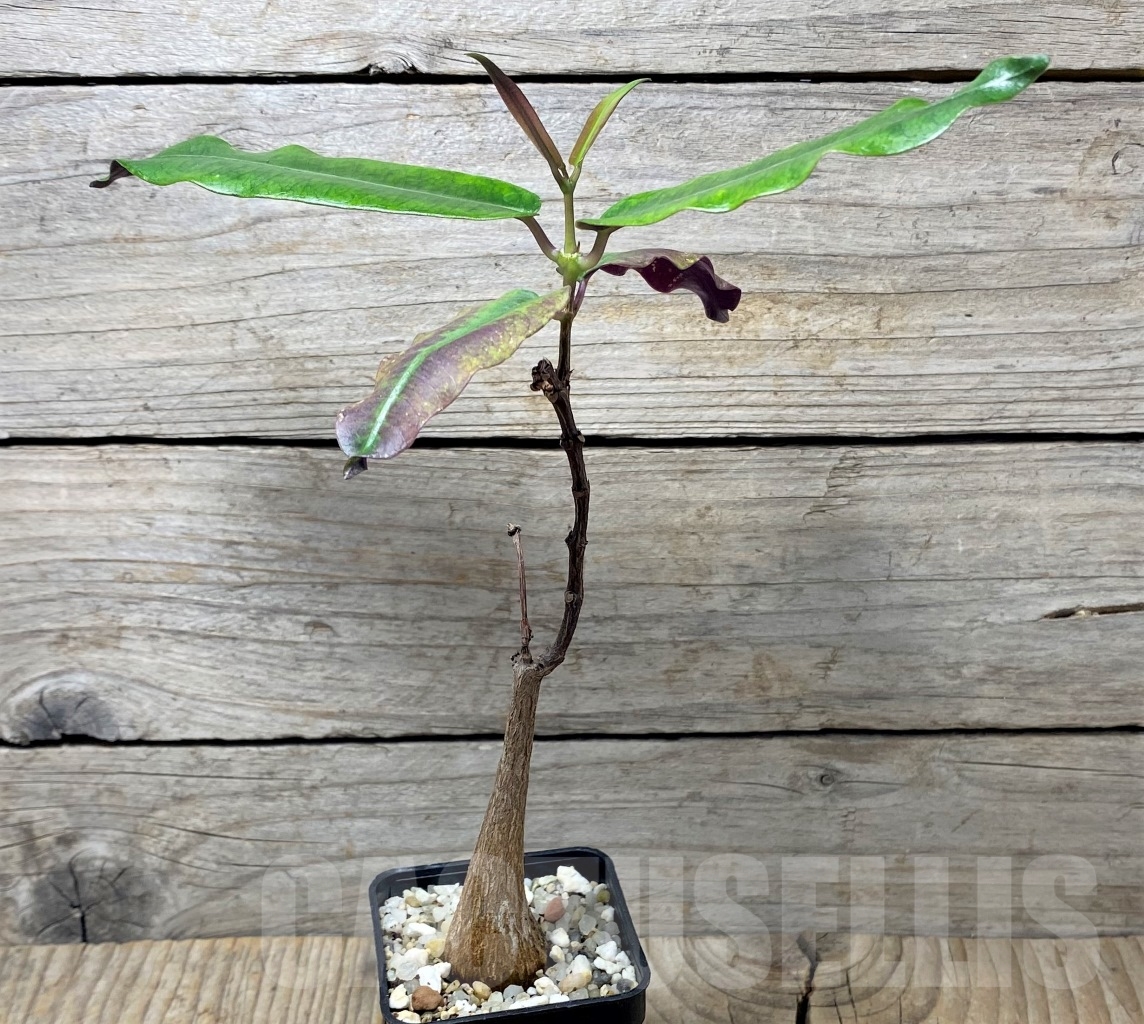 SHPR14591 Fockea natalensis - Image 2