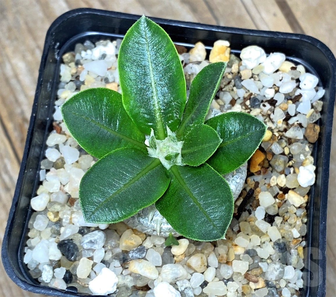 SHPR14593 Pachypodium brevicaule - Imagen 2