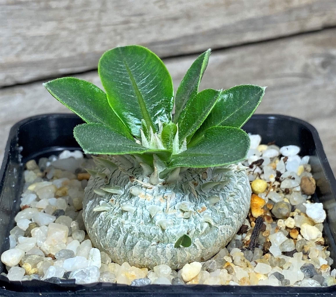 SHPR14593 Pachypodium brevicaule