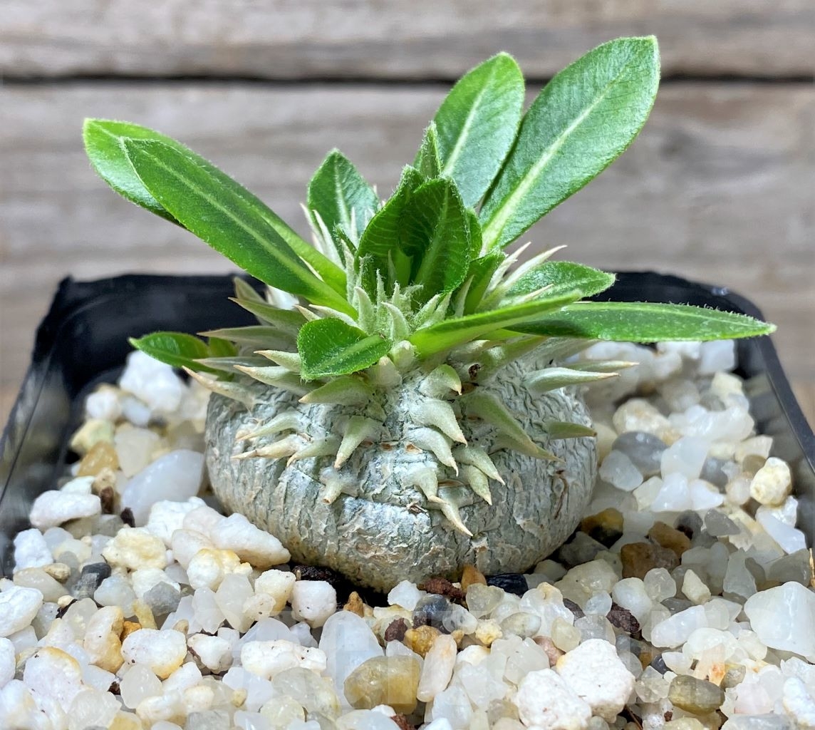 SHPR14594 Pachypodium brevicaule