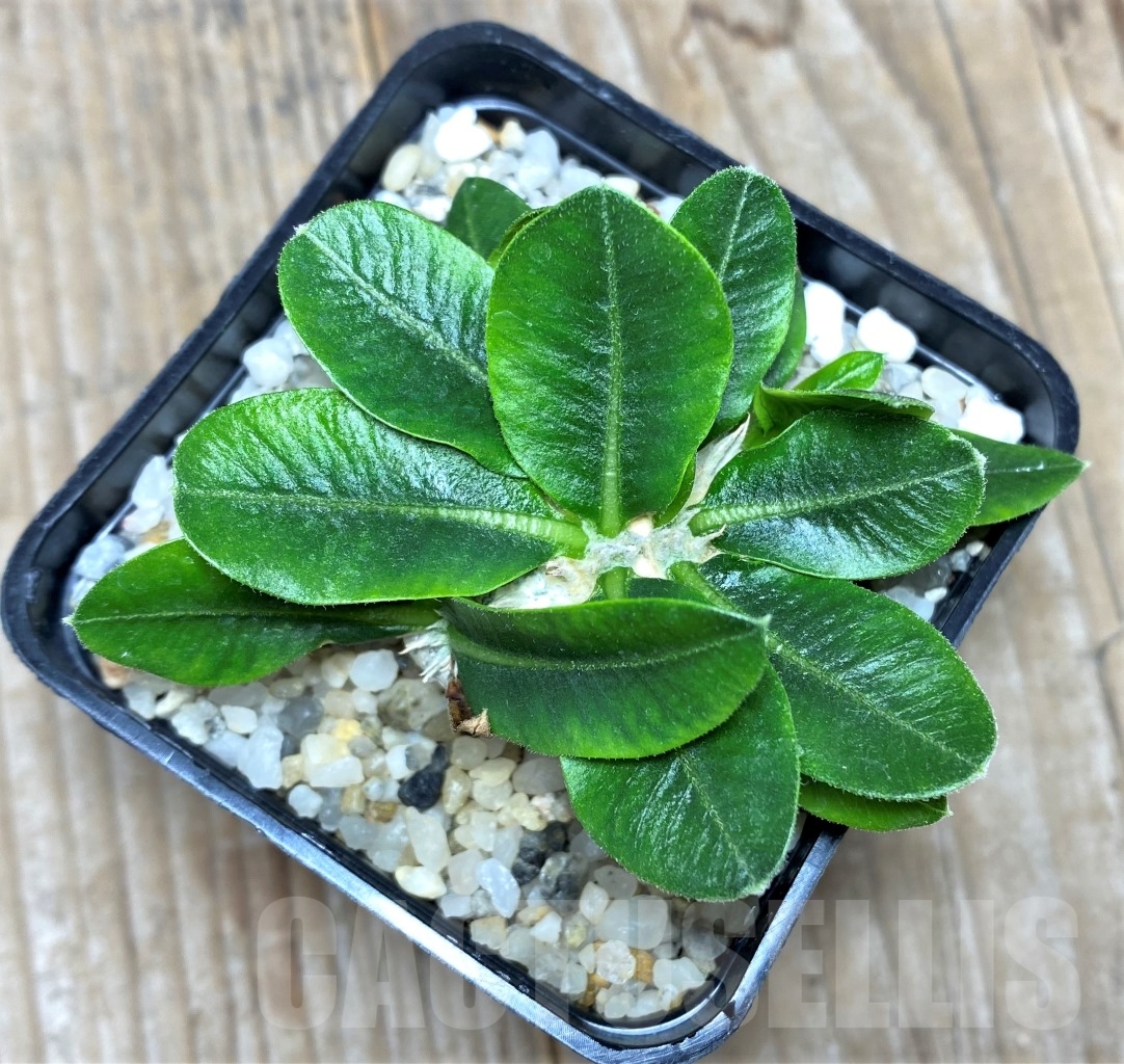 SHPR14595 Pachypodium brevicaule - Obrázek 2