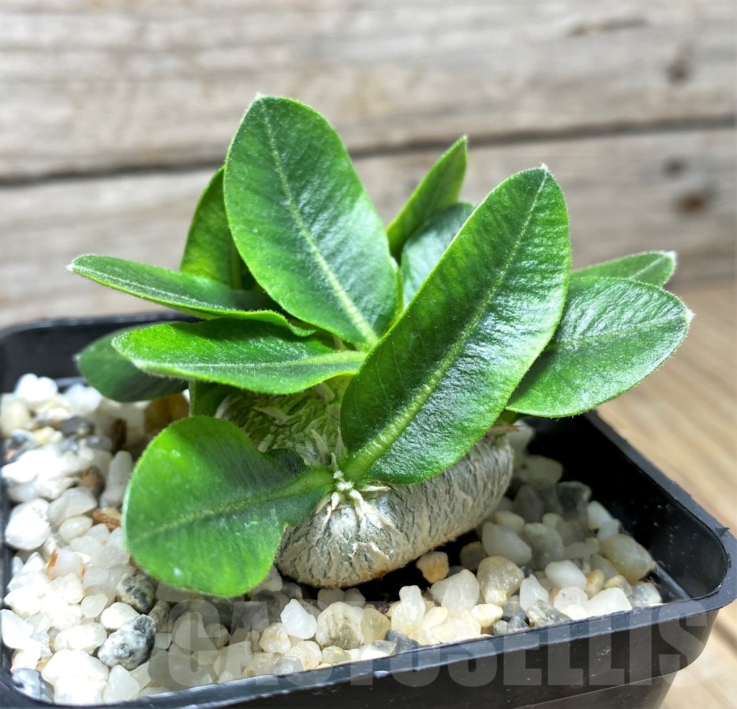 SHPR14595 Pachypodium brevicaule - Obrázek 3