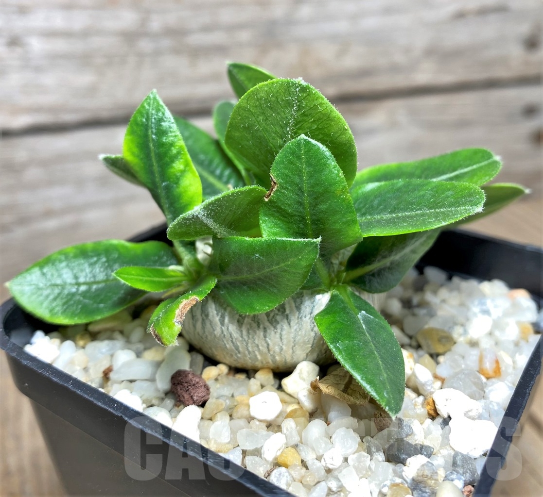 SHPR14595 Pachypodium brevicaule