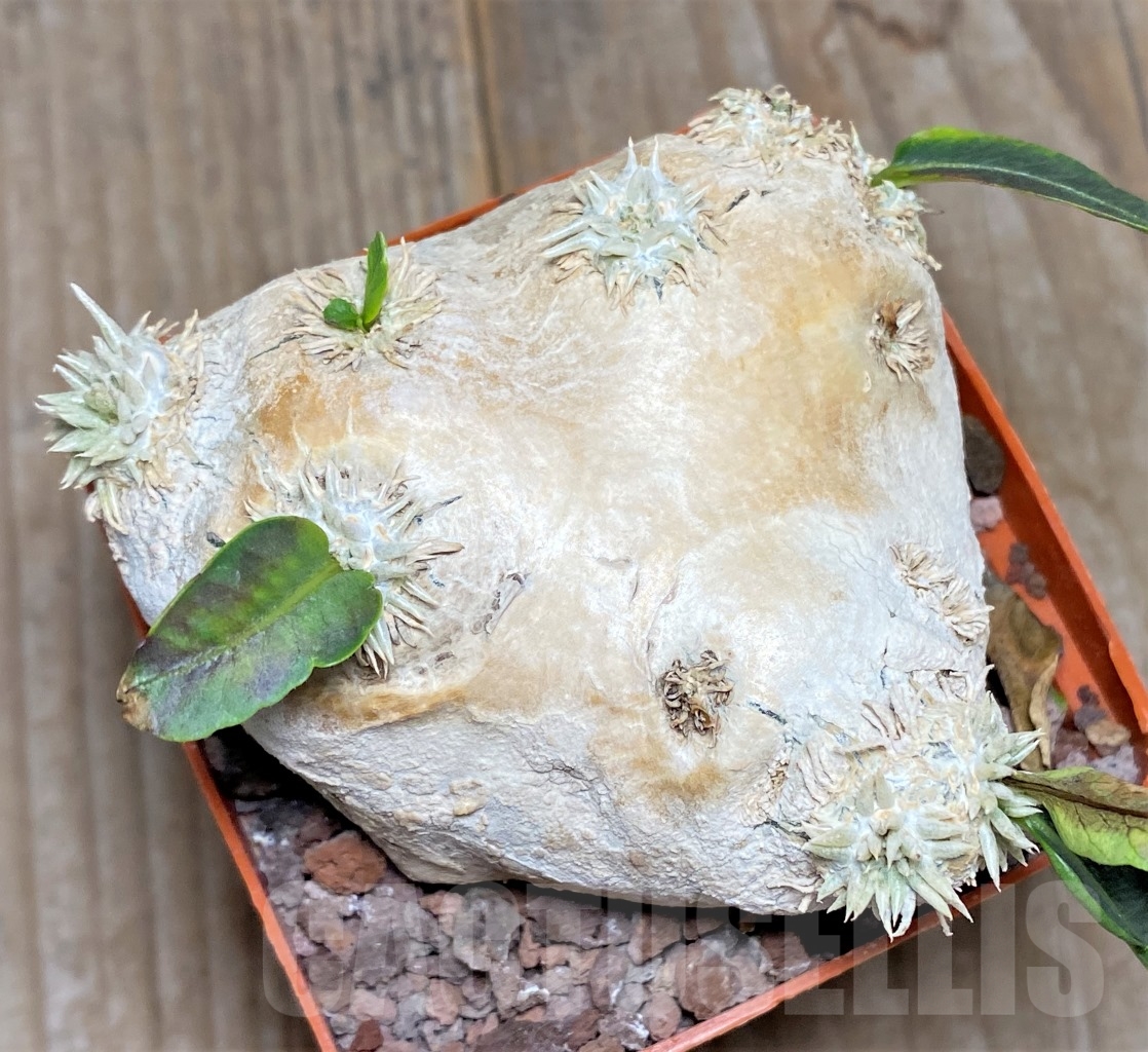 SHPR14596 Pachypodium brevicaule - Obrázek 2