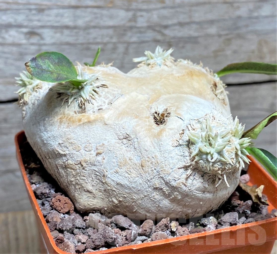 SHPR14596 Pachypodium brevicaule