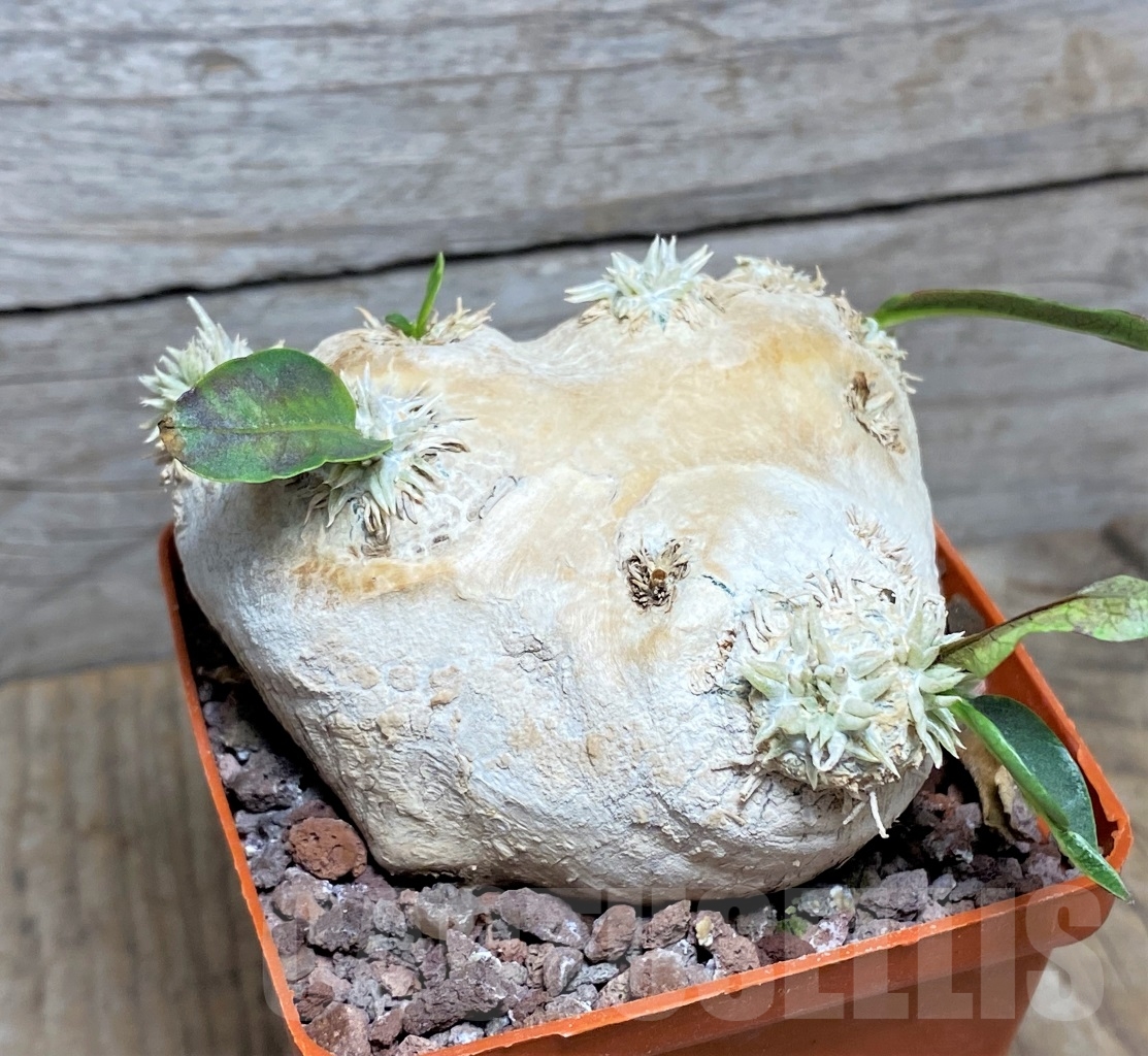 SHPR14596 Pachypodium brevicaule - Obrázek 3