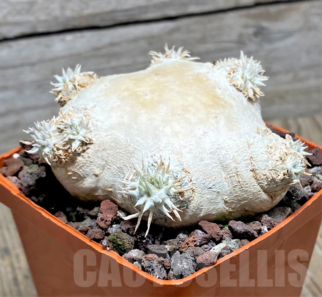 SHPR14597 Pachypodium brevicaule