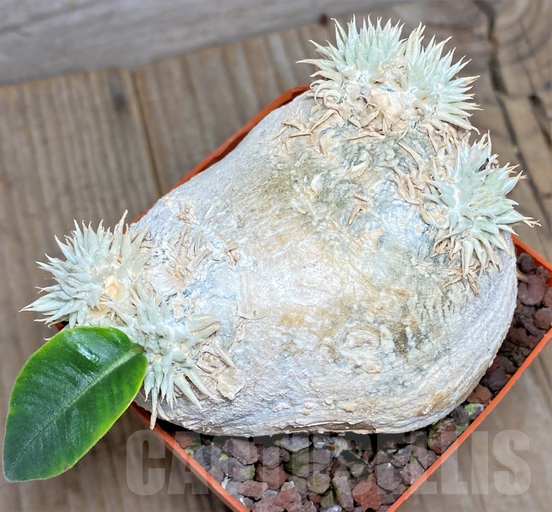 SHPR14598 Pachypodium brevicaule - immagine 2