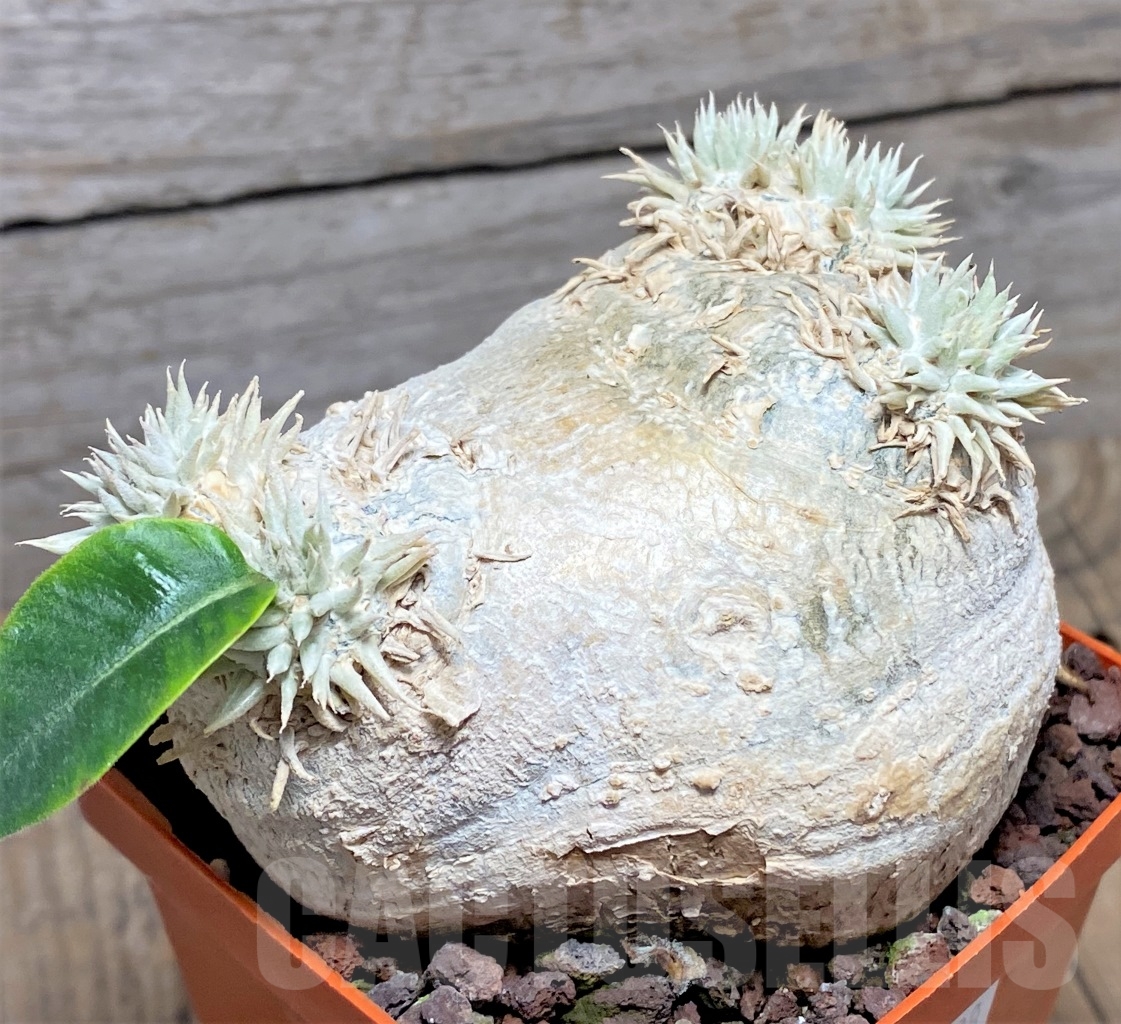 SHPR14598 Pachypodium brevicaule