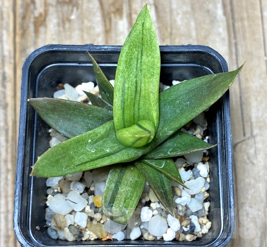 SHPR14599 Alworthia 'Black gem' f. variegata - Image 2