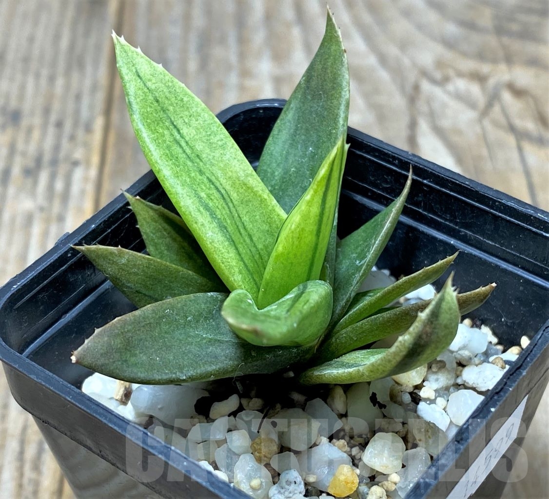 SHPR14599 Alworthia 'Black gem' f. variegata