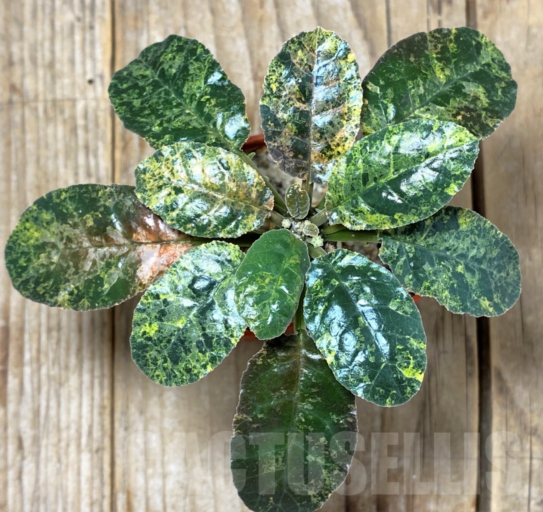 SHPR14601 Dorstenia foetida f. variegata