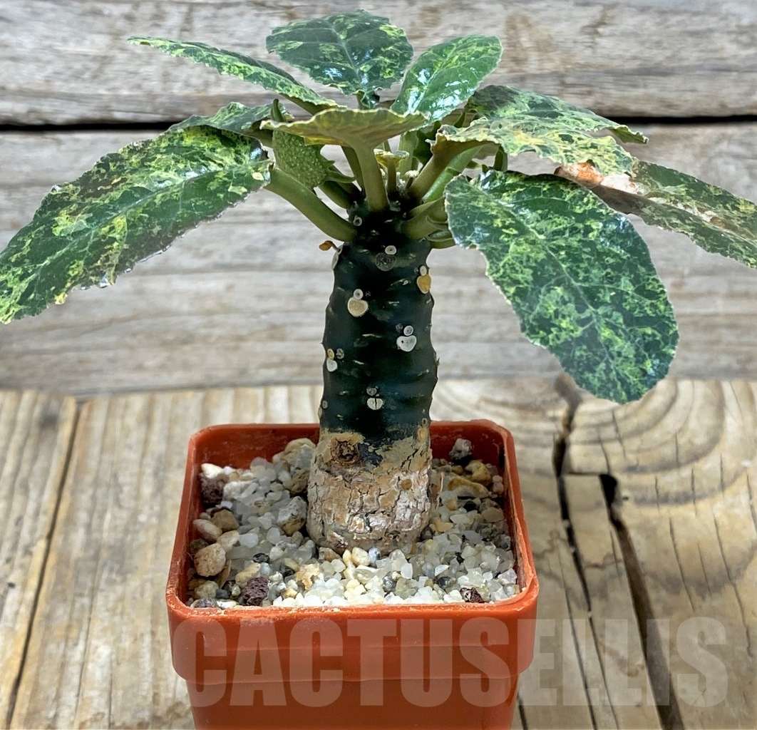 SHPR14601 Dorstenia foetida f. variegata - 画像 (2)