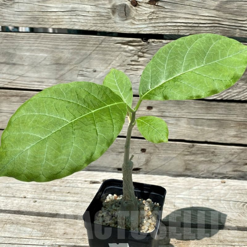 SH10445 Fockea multiflora ES2024B -Tanzania-