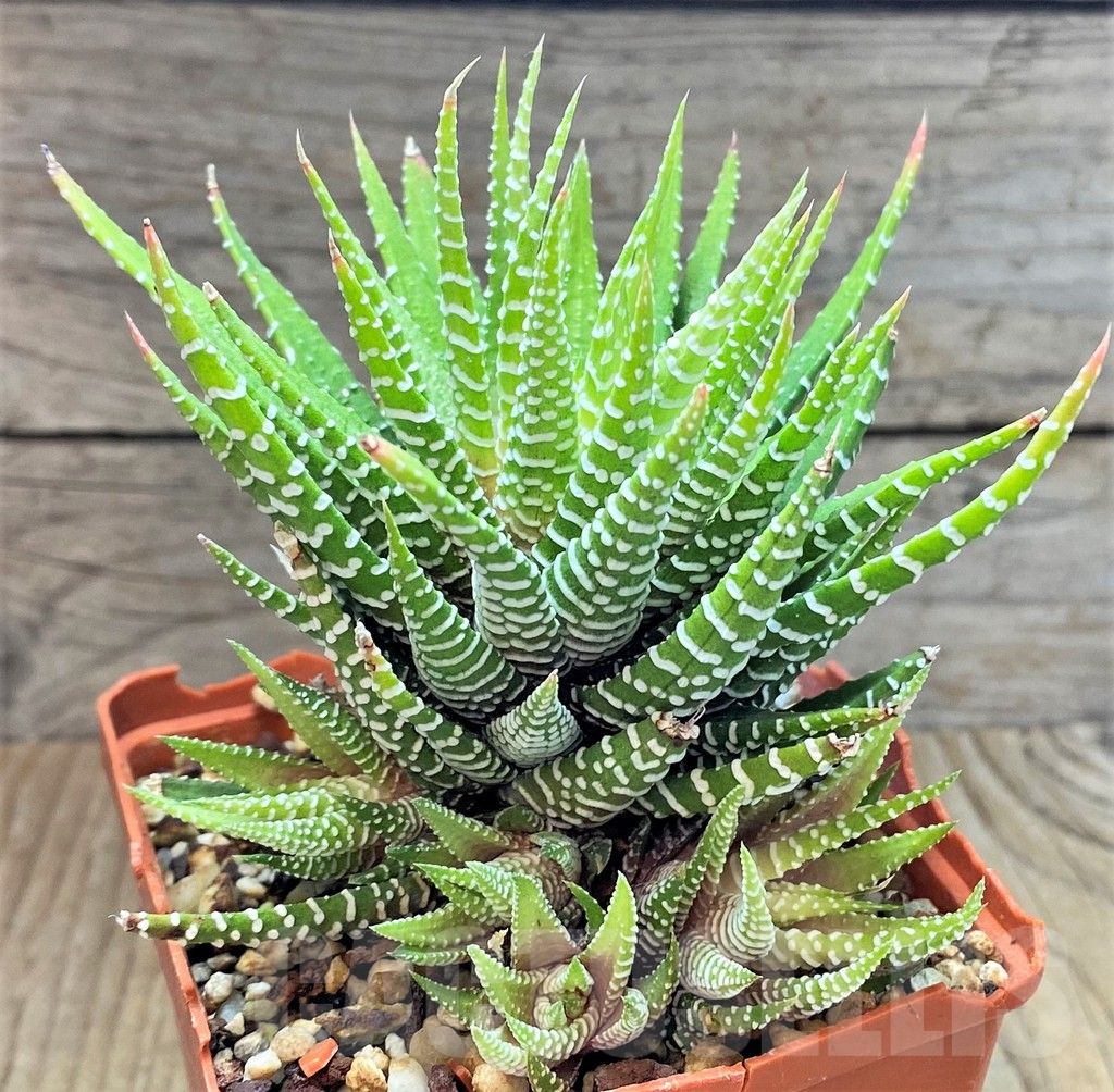 SHPR14505 Haworthia attenuata v.chlorofilarm - Imagen 2