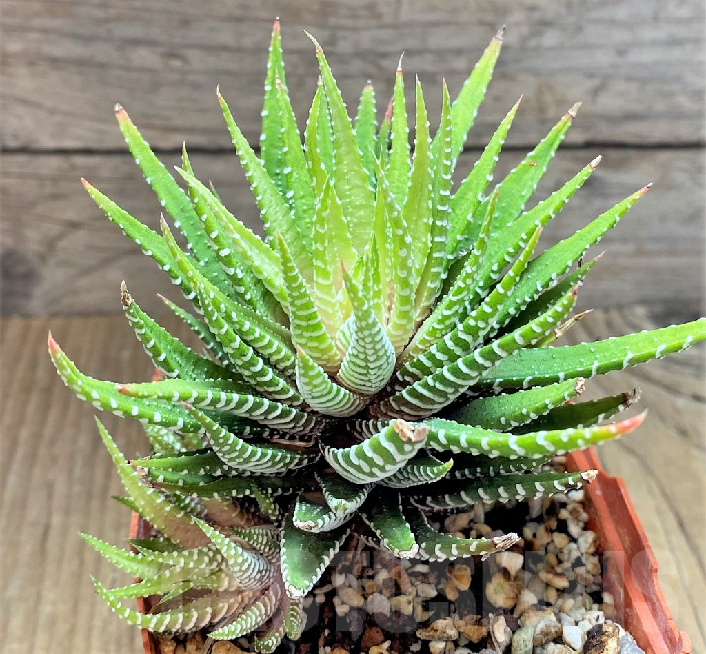 SHPR14505 Haworthia attenuata v.chlorofilarm