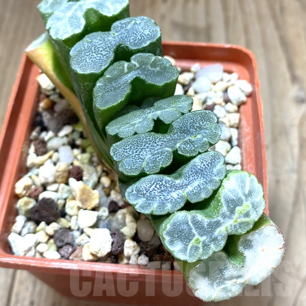 SHPR14820 Haworthia truncata -Japan-