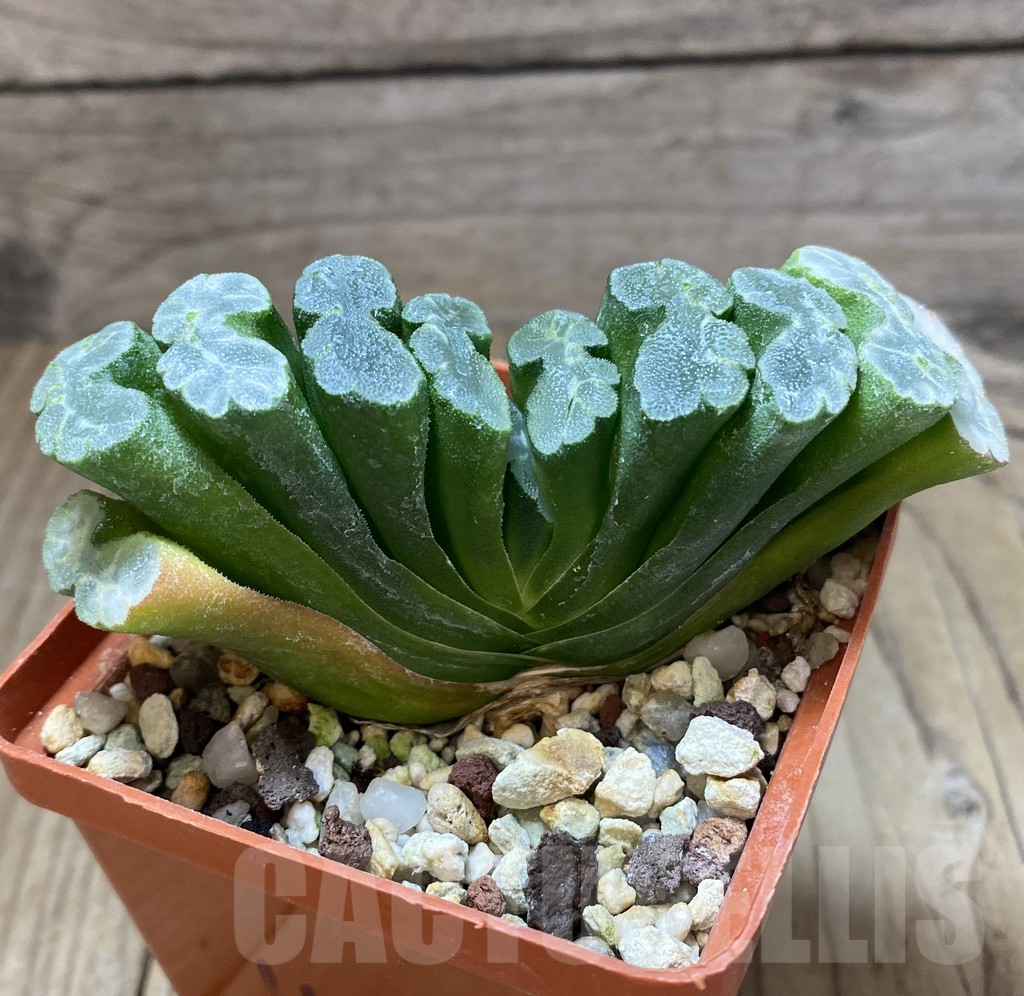 SHPR14820 Haworthia truncata -Japan- - 画像 (2)