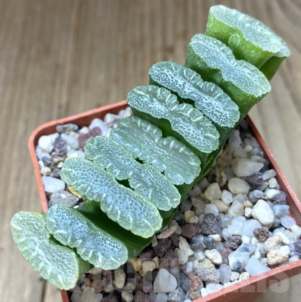 SHPR14277 Haworthia truncata
