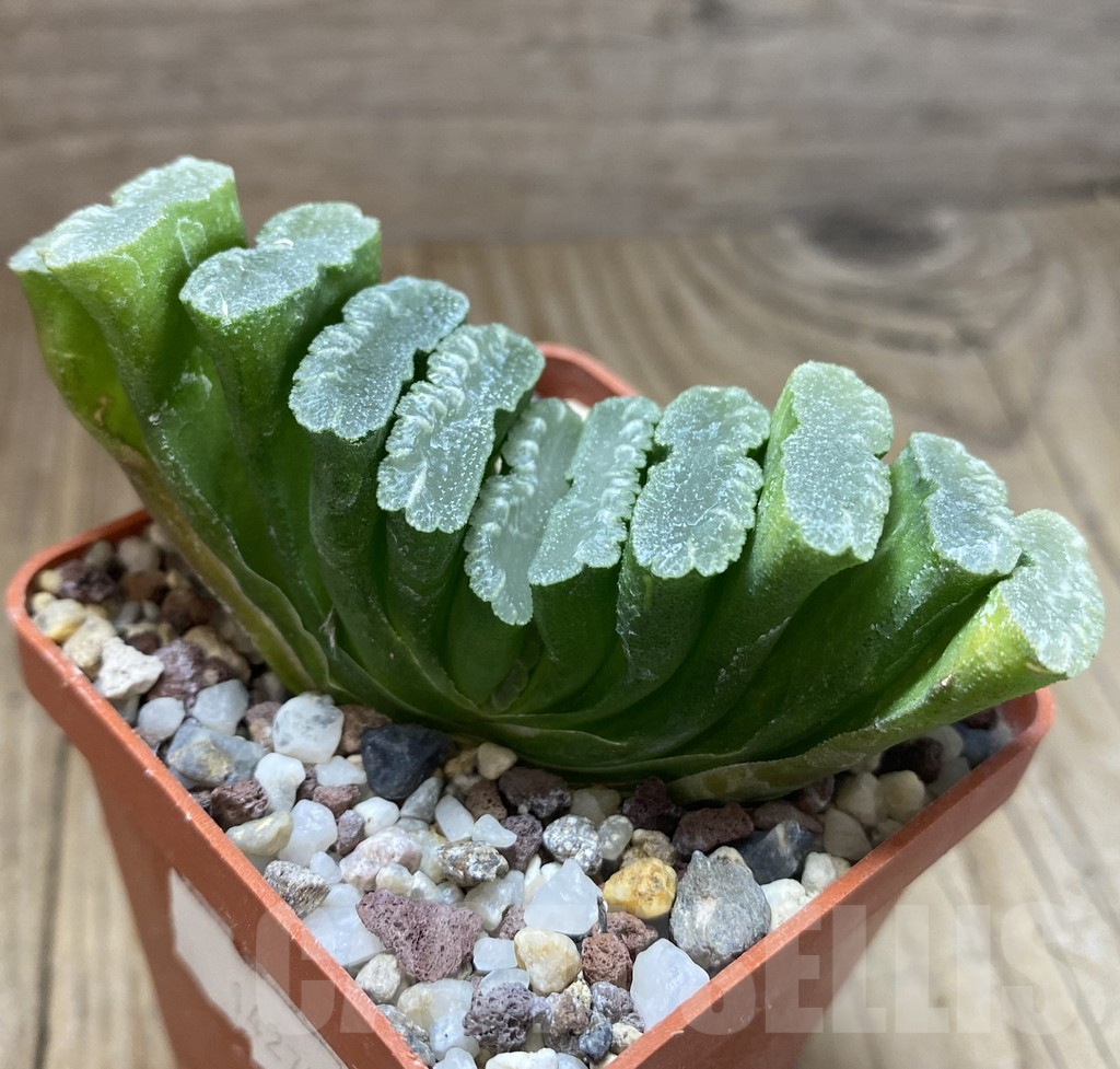 SHPR14277 Haworthia truncata - immagine 2