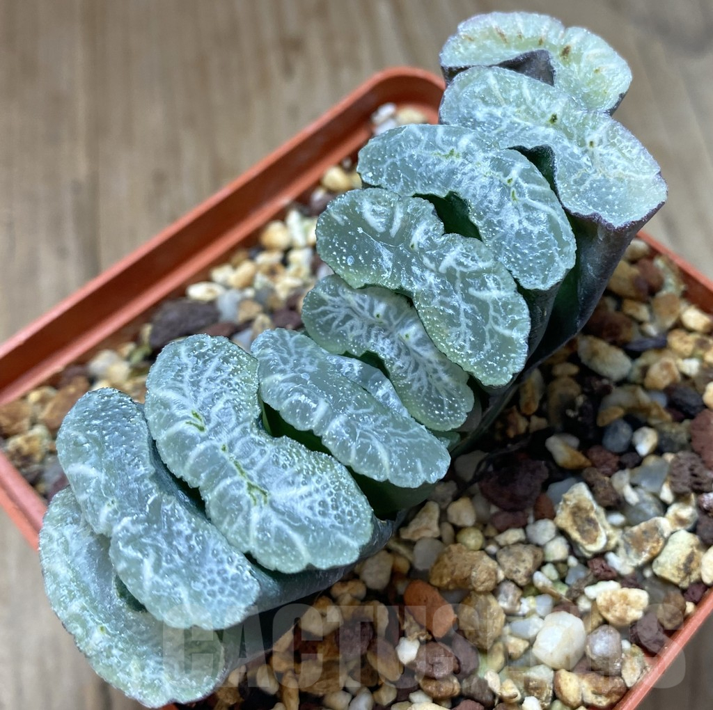 SHPR14821 Haworthia truncata -Japan-