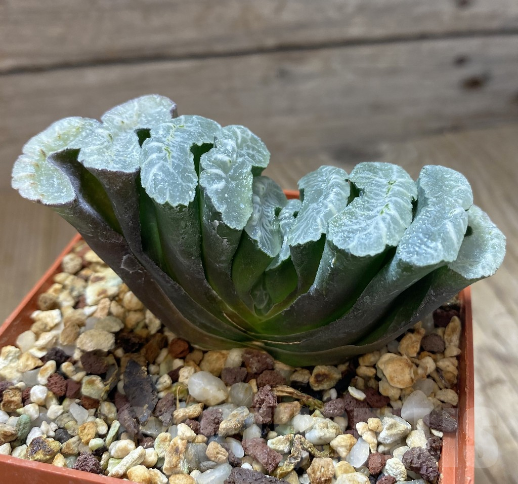 SHPR14821 Haworthia truncata -Japan- - immagine 2