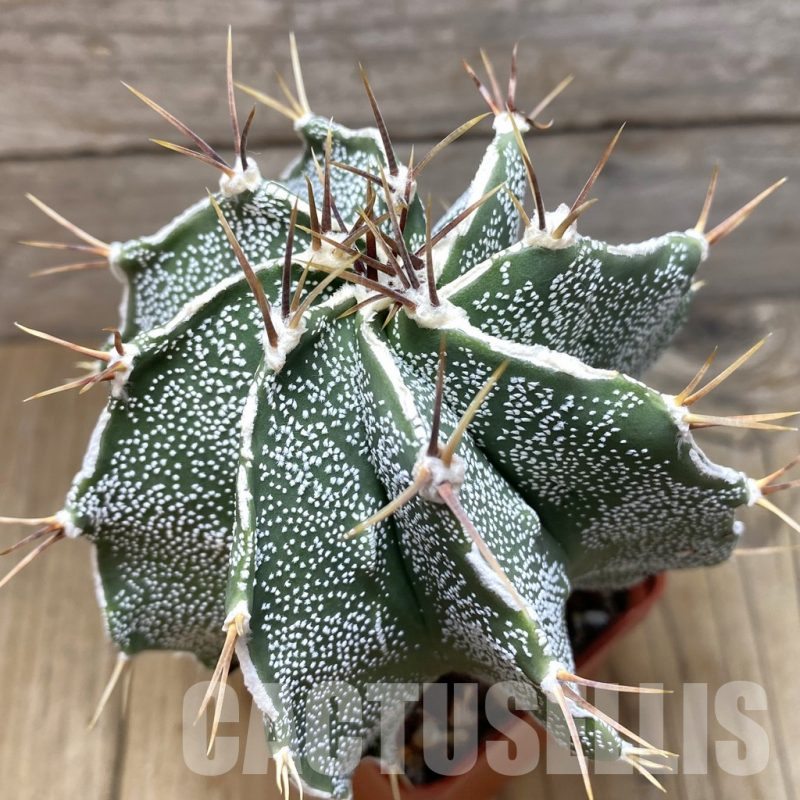 SH355 Astrophytum ornatum hybrid