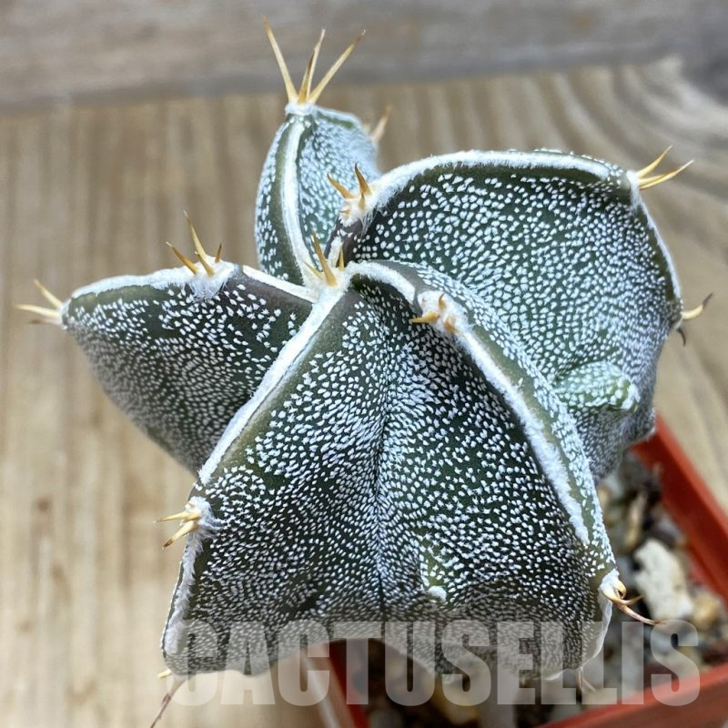SH316 Astrophytum myriostigma x ornatum 'Fukuryu'