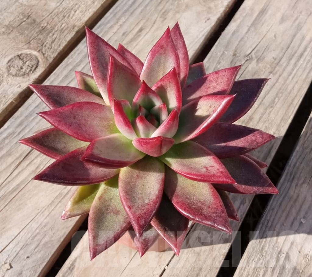 SHPR14177 Echeveria agavoides ‘Red Sandalwood’