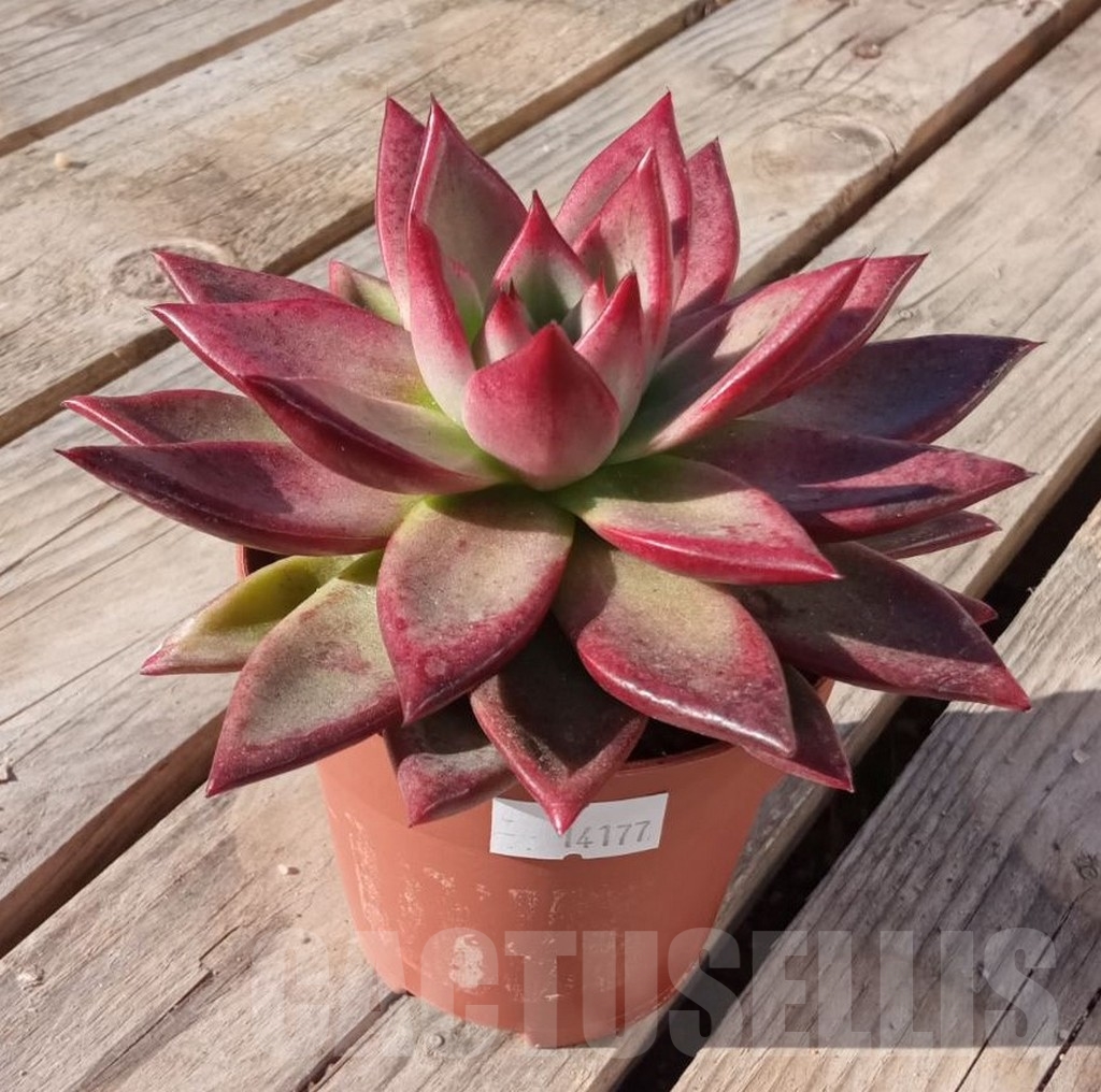 SHPR14177 Echeveria agavoides ‘Red Sandalwood’ - Obrázek 2