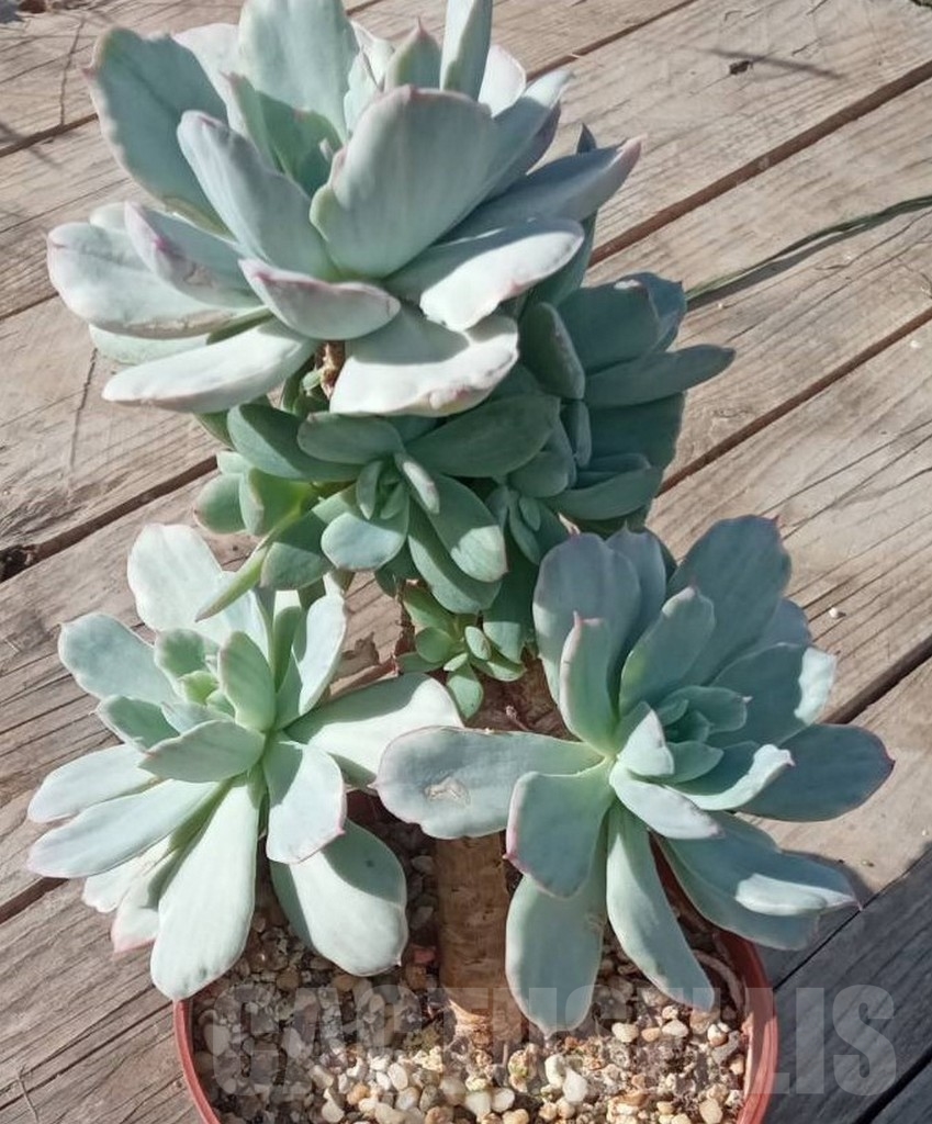 SHPR14250 Echeveria `Lime lemon white` mutation - Obrázek 4