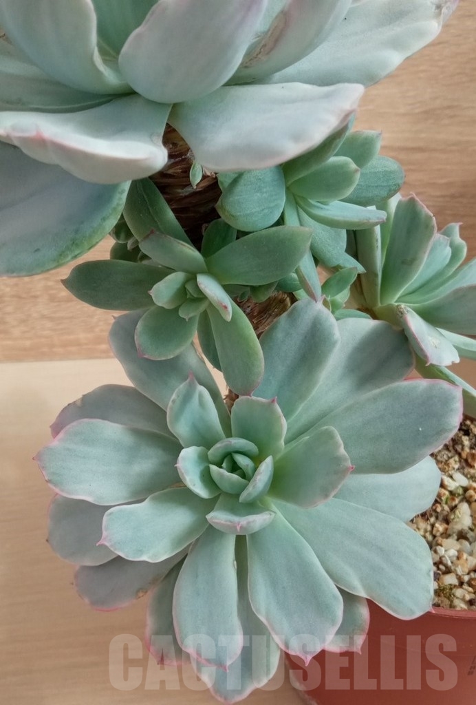 SHPR14250 Echeveria `Lime lemon white` mutation - Obrázek 3