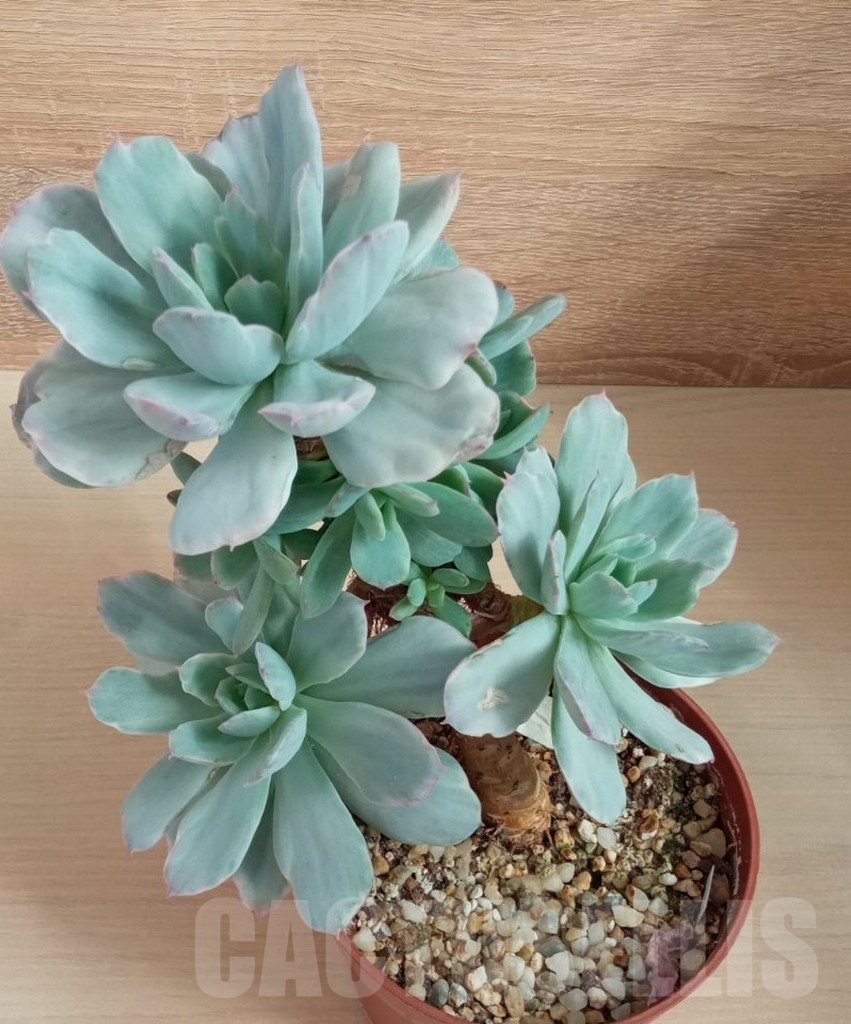 SHPR14250 Echeveria `Lime lemon white` mutation - Obrázek 2