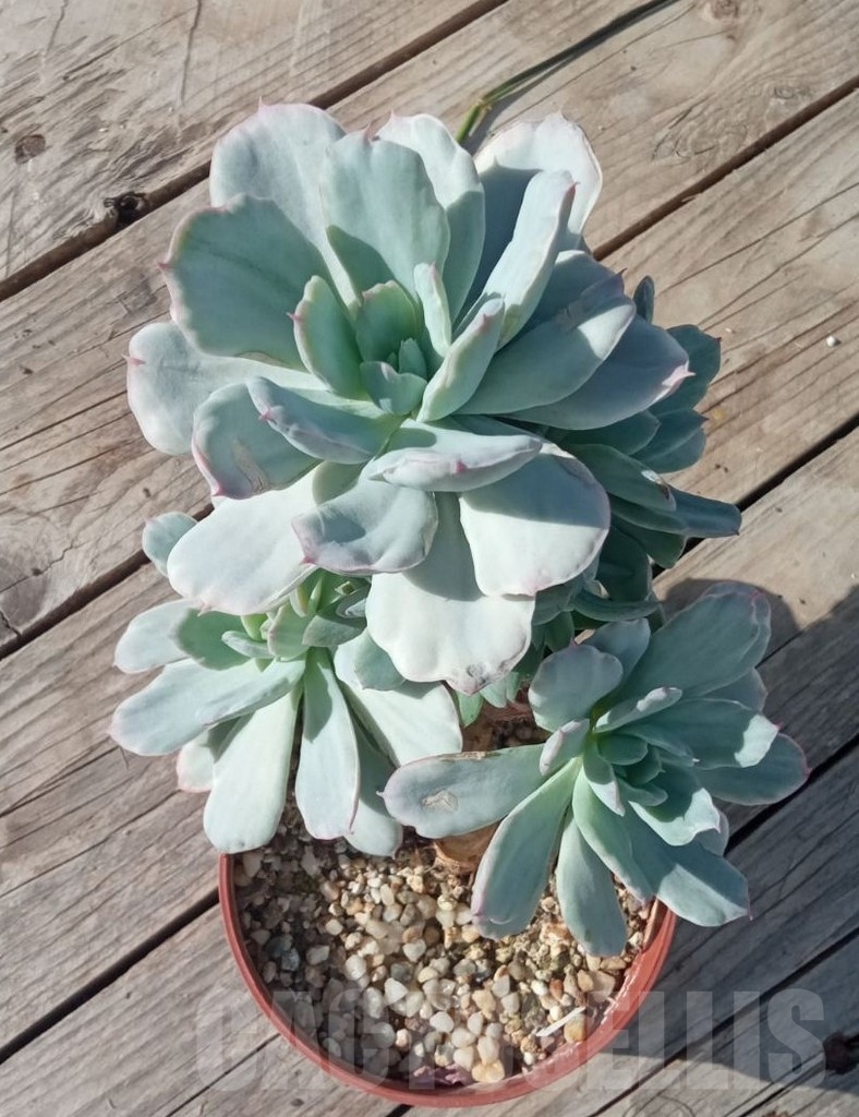 SHPR14250 Echeveria `Lime lemon white` mutation