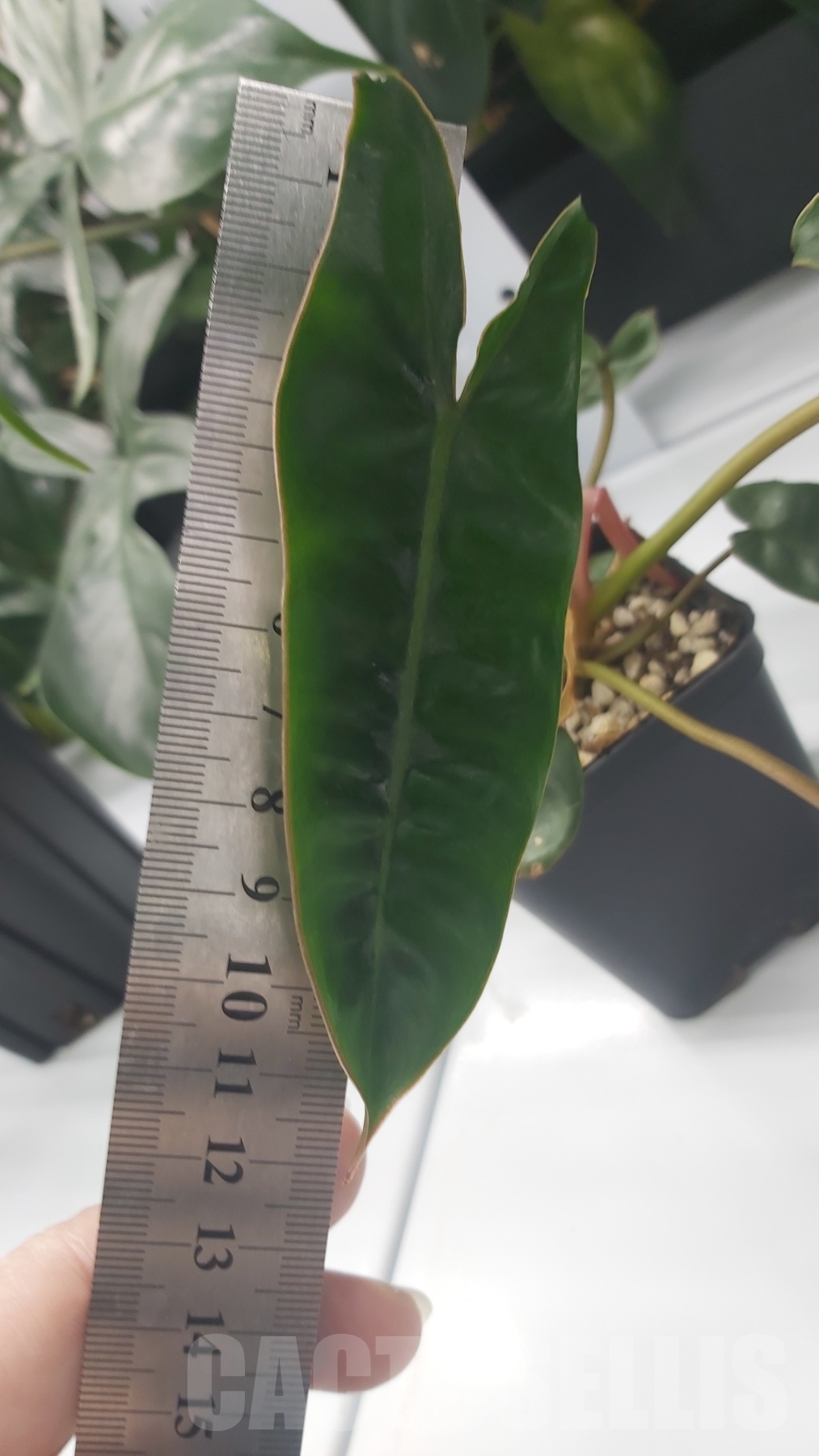 LAB052 Philodendron Billietiae - Image 3