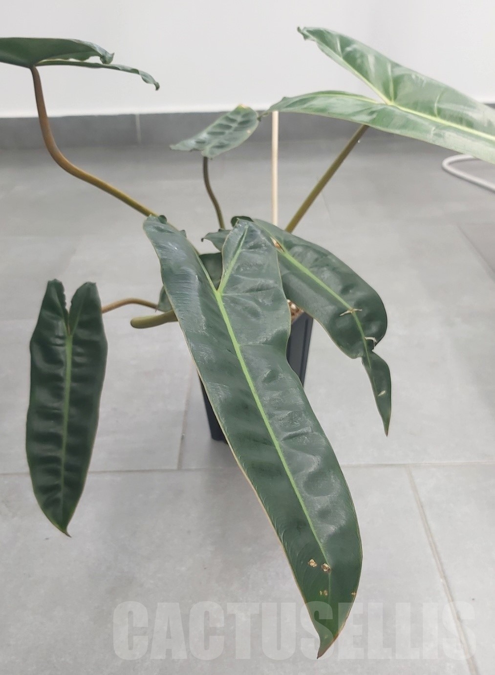 LAB054 Philodendron Billietiae - Image 3