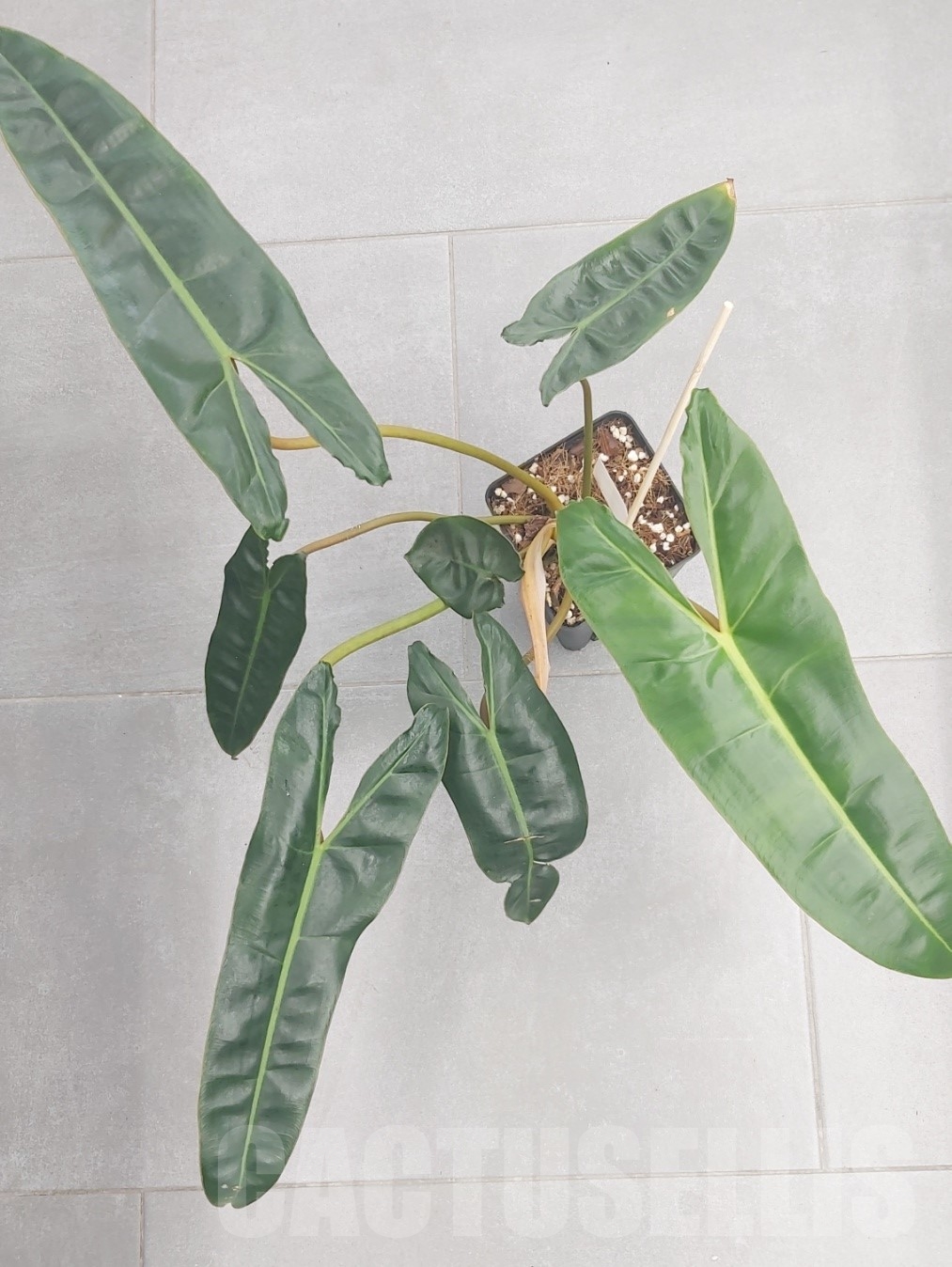 LAB054 Philodendron Billietiae - Image 4