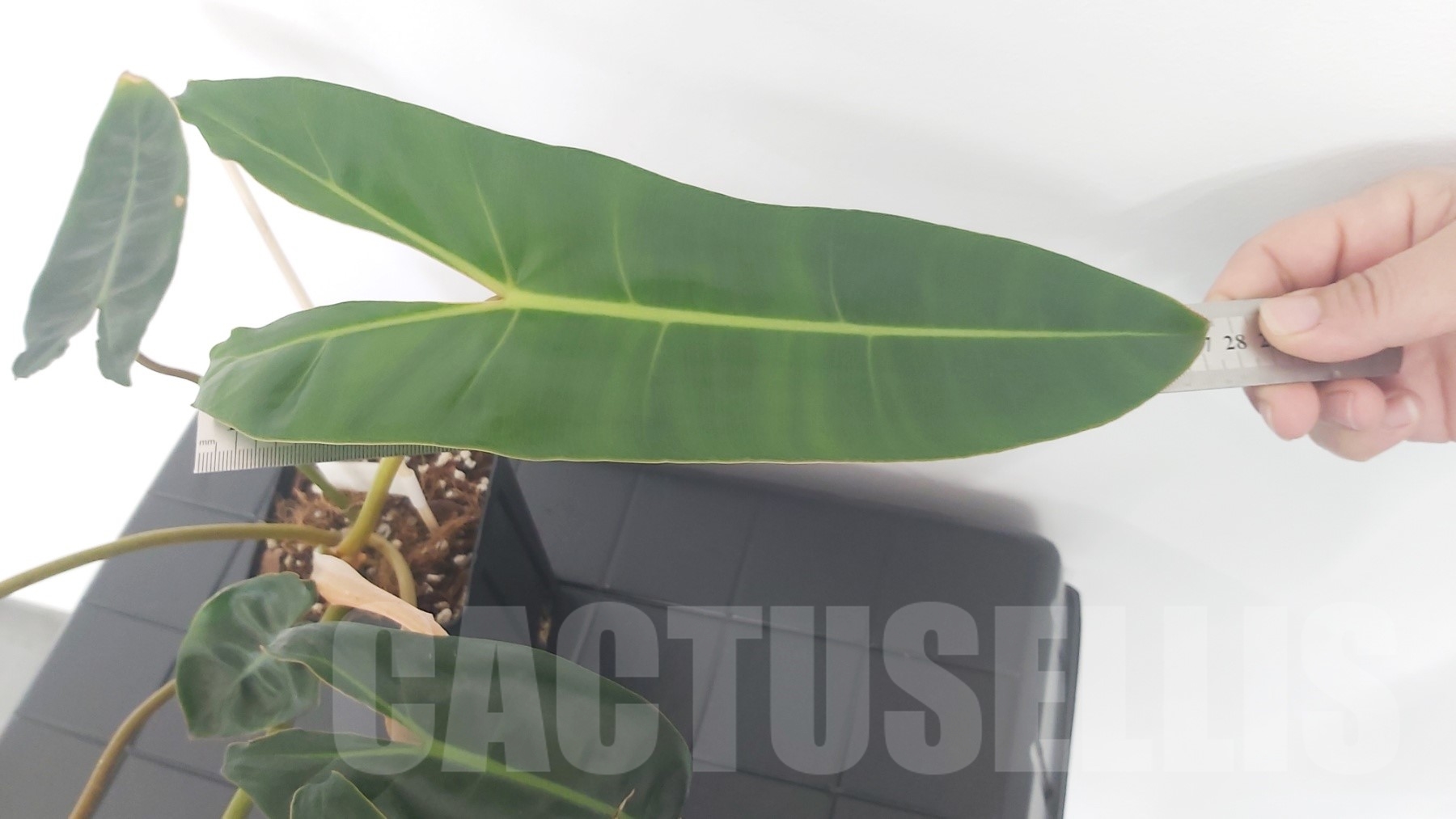 LAB054 Philodendron Billietiae - Image 5