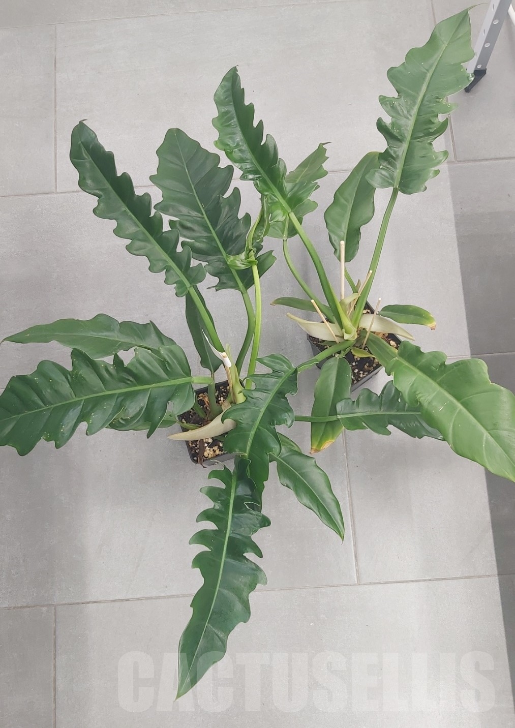 LAB058 Philodendron ‘Jungle Boogie’ - Image 2