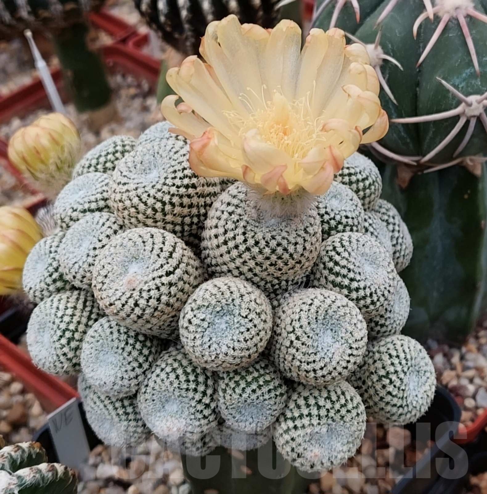 SHPR14129 Thelocephala challensis, clon1 grafted