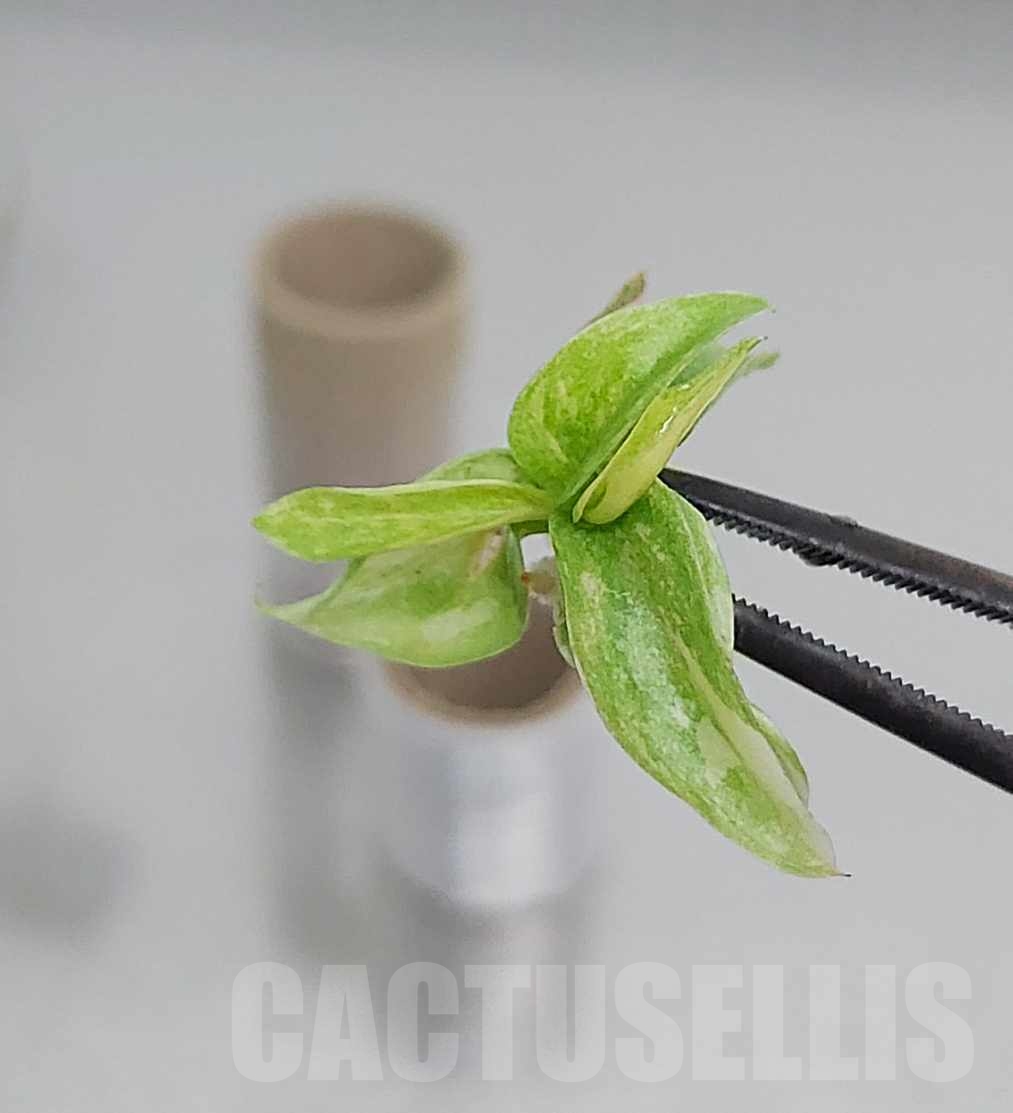 LAB035 Philodendron Ring Of Fire TC plant